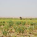 mauritanie et mali 2009 069
