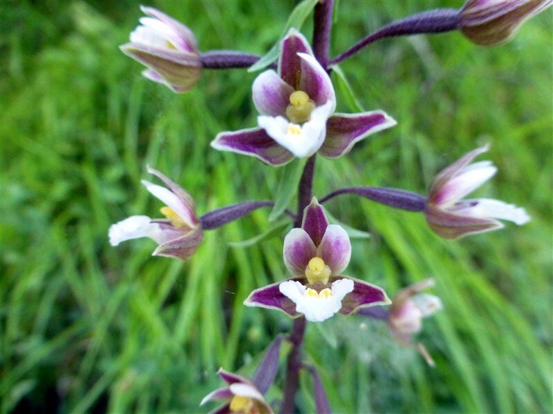 epipactis des marais (orchidée) (3)