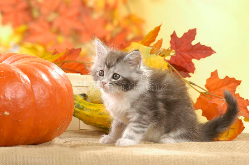 chat-jouant-dans-des-feuilles-d-automne-46274704