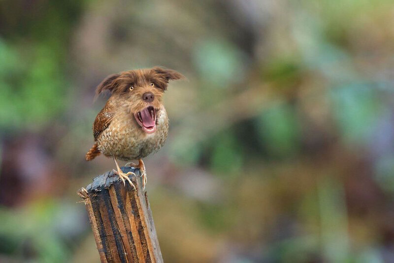 Le-oiseau-chien