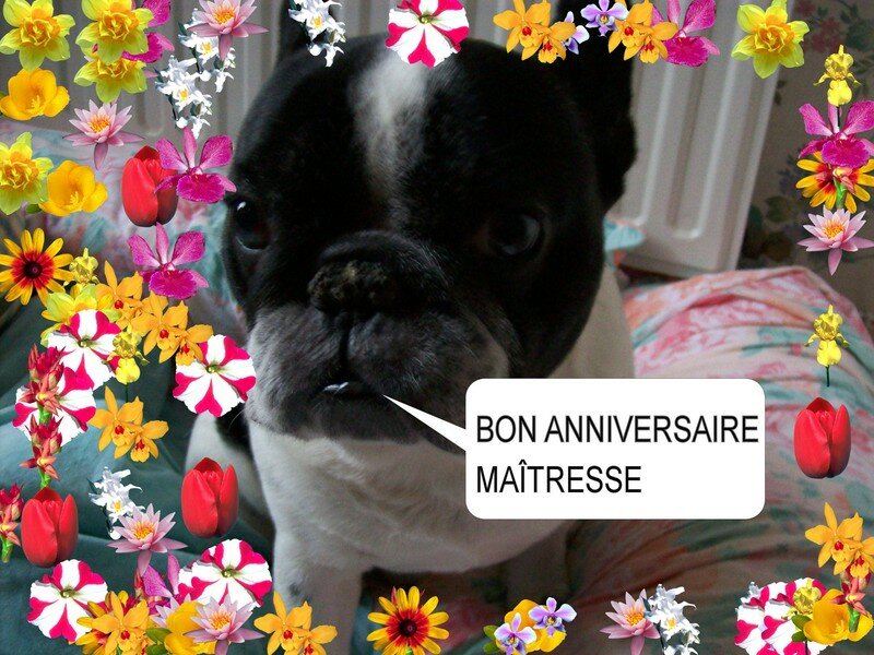 Joyeux Anniversaire Maitresse Platon Luna