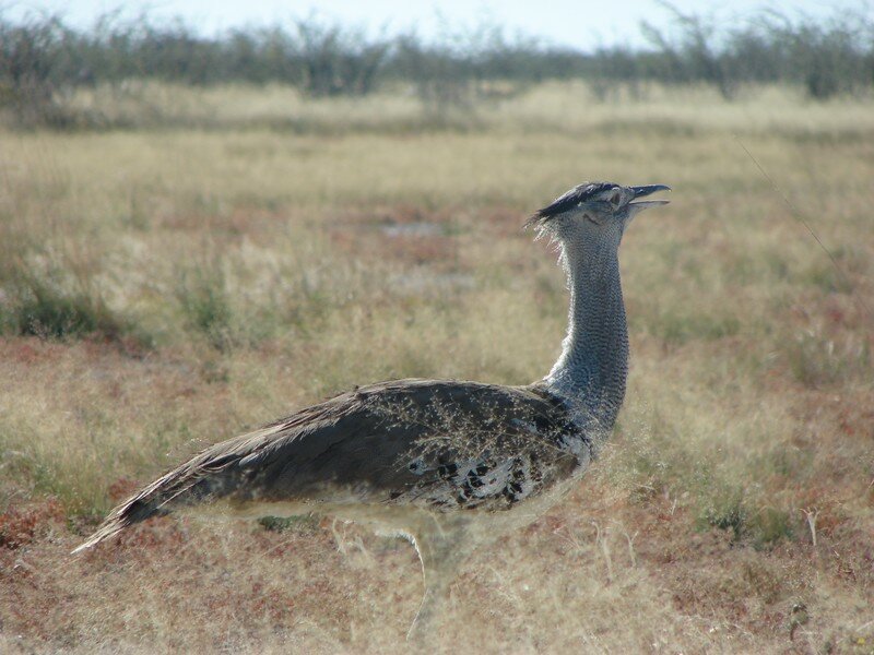 oiseau marcheur