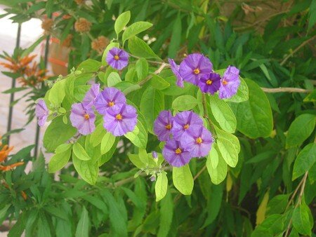 Fleurs_6