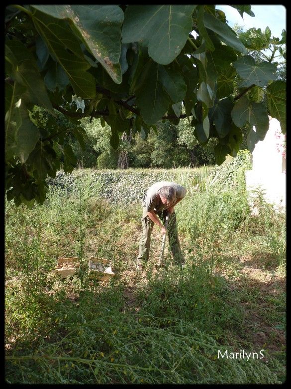 Les pommes de terre Marilyn, au fil des jours