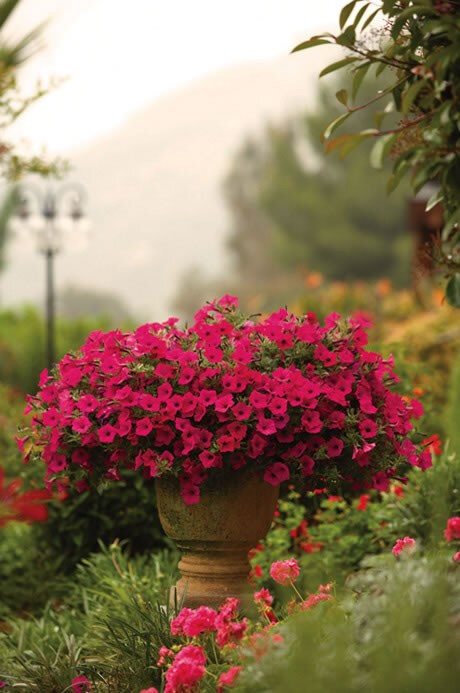jardin dans la decobelge (326)