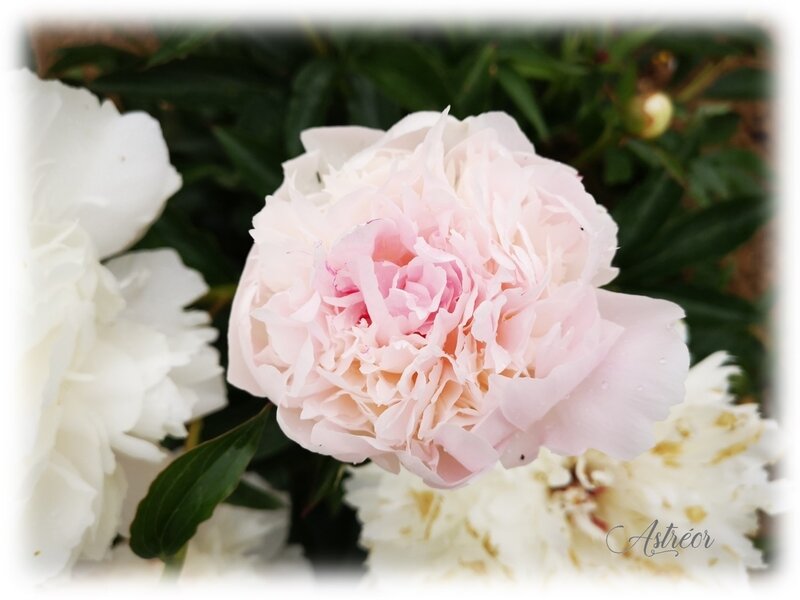 pivoine
