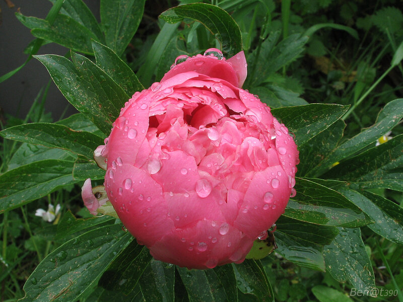 Grenouille-Pivoine
