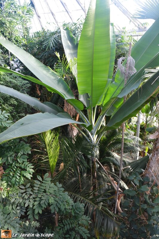 Musa acuminata (bananier)