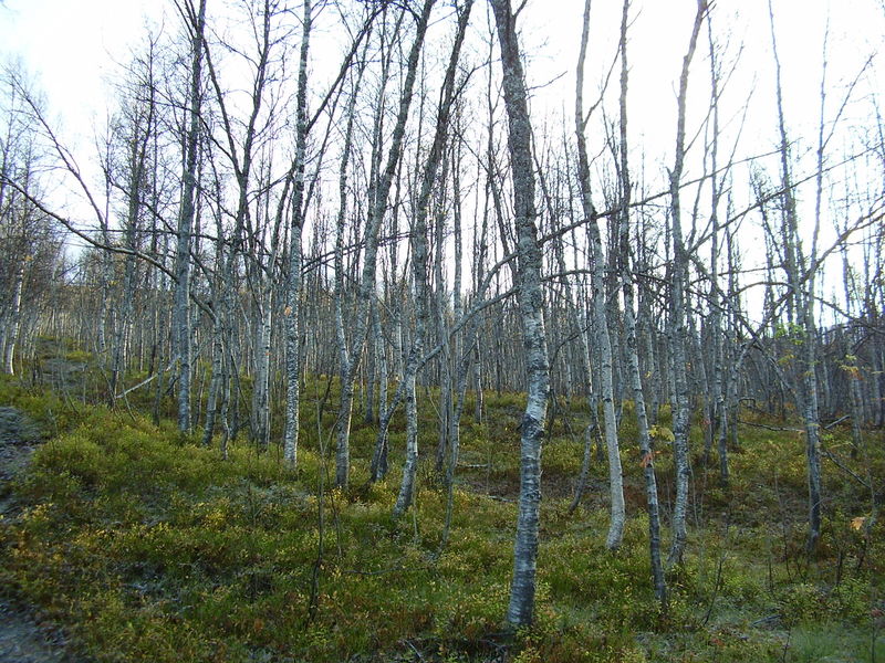 04-10-08 Tromsdalstind et neige (14)