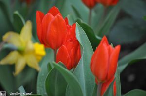 Tulipes-rouges