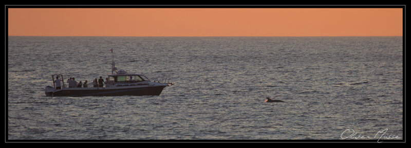 20200719_capbreton_dauphins_0015