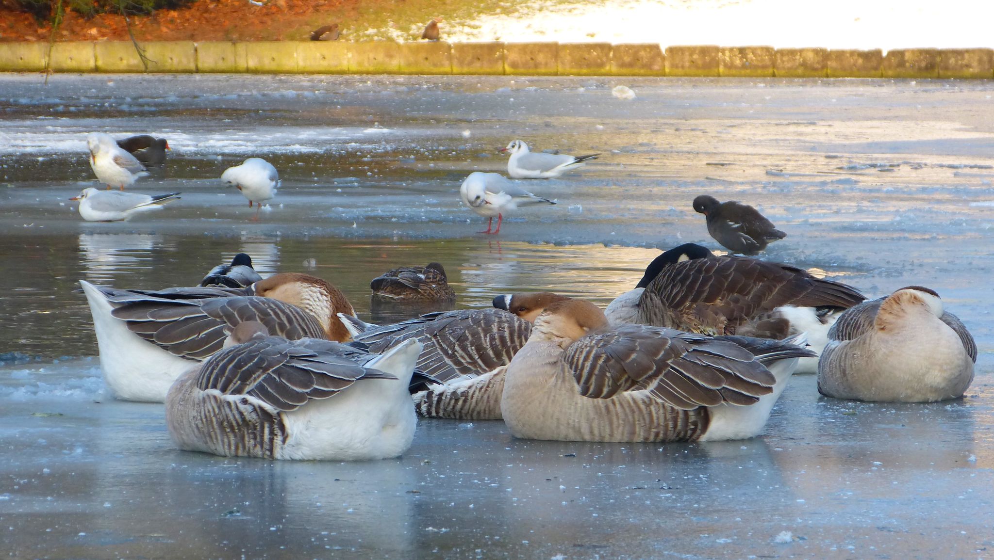 Il Fait Un Froid De Canard Meaning In English