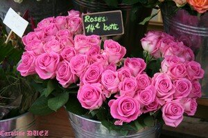 fleurs_5_janvier_2007_025_copie