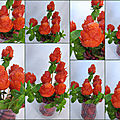 Bouquet de roses fraises