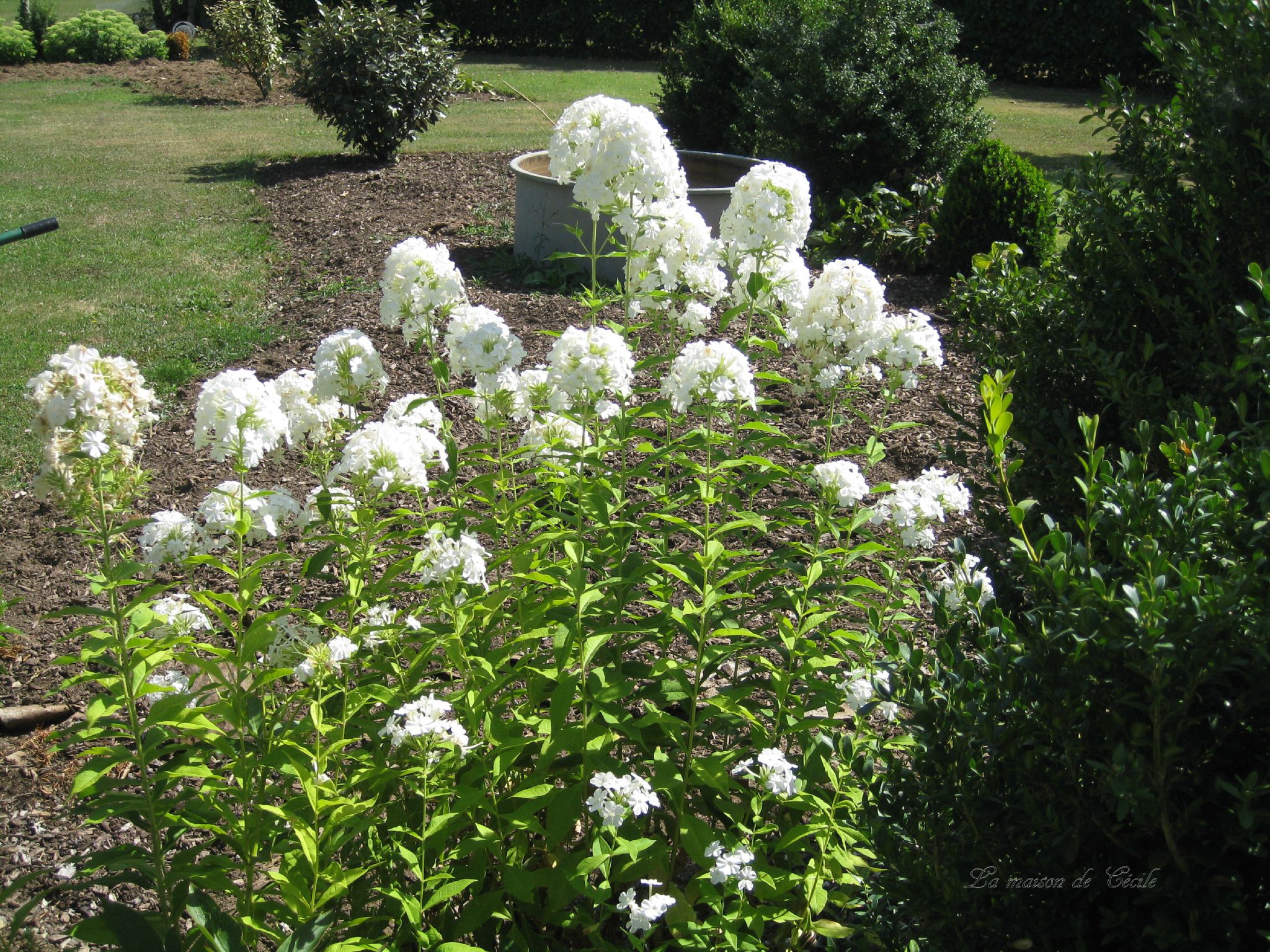 Marta fleurs blanches