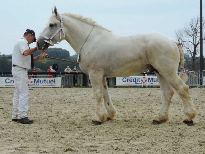 Gamin de la Briamerie - 19 Septembre 2020 - Concours des Etalons Boulonnais - Samer (62) - 3e (4 et 5 ans) Agréé