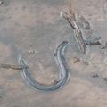 Petit serpent d'eau