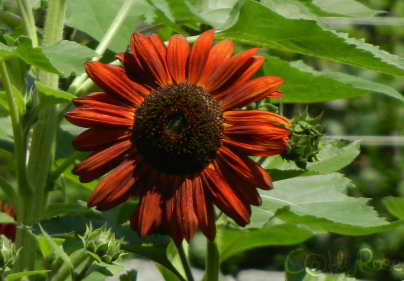 tournesols (6)
