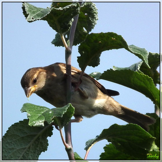 Oiseau Qui Mange Un Puceron Photo De 6 Autres Oiseaux