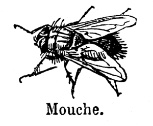 mouche_1