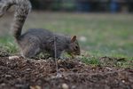 Squirrel6