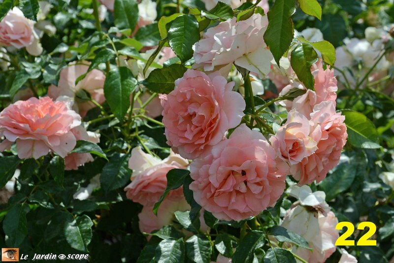 22-Concours international de roses d'Orléans 2016