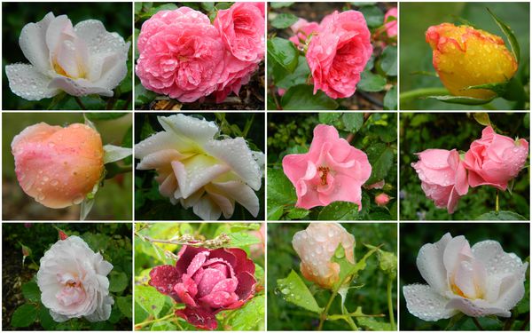 roseperlées