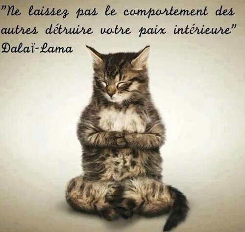 Grif Explique A Humain Zen Chat Zen Grifelins