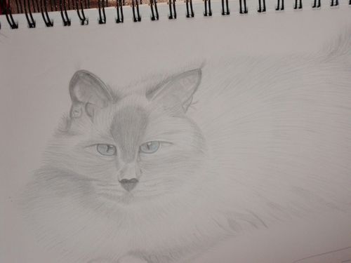 Chat Sacré De Birmanie Photo De Dessins Fs Ecrire Et