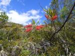 photo 13- grevillea gillivrayi forme angustifolia