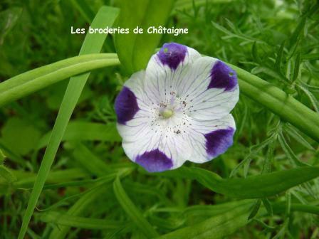 petite fleur blanche et violette - Photo de Fleurs - Les broderies de  Châtaigne