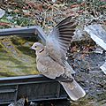 IMG_3888 - Copie