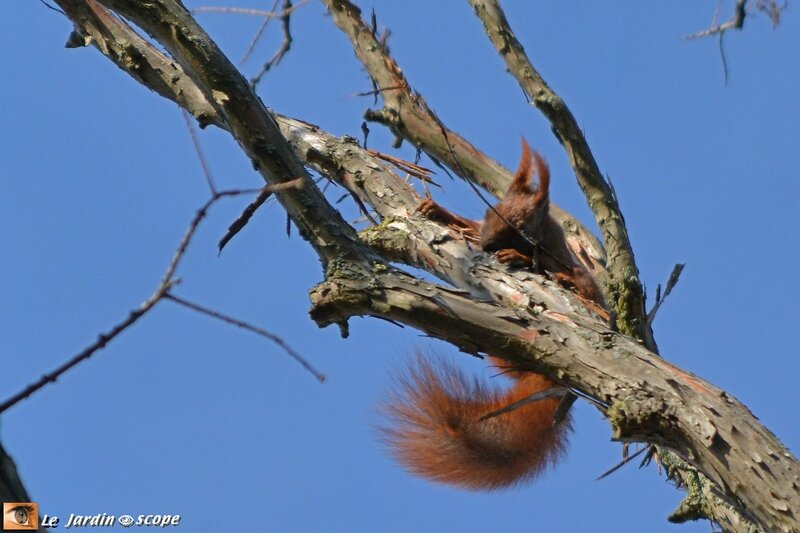 Écureuil roux • Sciurus vulgaris