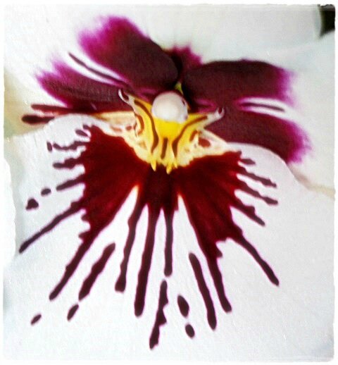 MACRO ORCHIDEE DE TRES PRES COMME DES LARMES