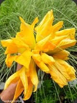 Fleur-courgette-pates-1