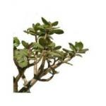Arbre-de-Jade-Crassula-Arborescens-plante-depolluante-Paysagiste-Biarritz-Paysagiste-Bayonne-Paysagiste-Pays-Basque-Paysagiste-Landes-