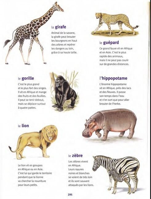 Documentaire Sur Les Animaux Sauvages En Afrique Lecture documentaire MS - Blog de la maternelle Jean Jaurès de Vitry