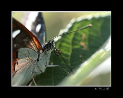 papillon trompe 30x40