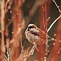 Moineau domestique Passer domesticus