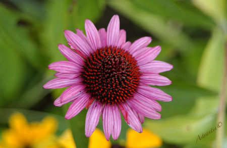 DSC_4167_border