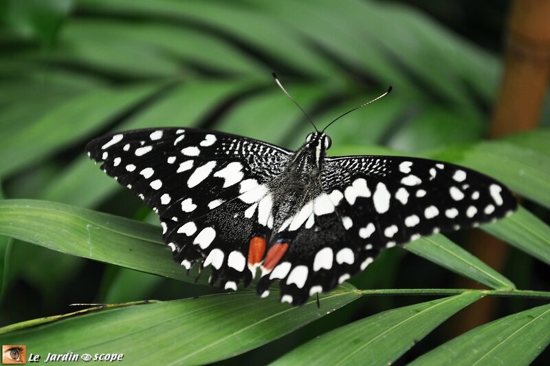 Papilio demoleus • Papilionidae