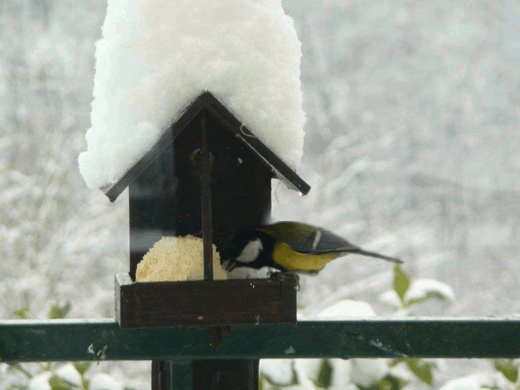 MES GIFS OISEAU SOUS LA NEIGE creationsy