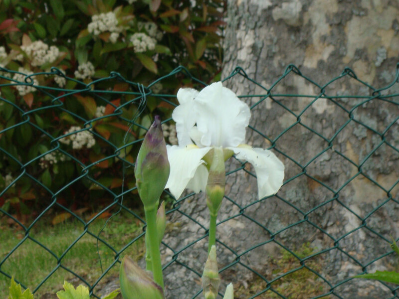 DSC06323