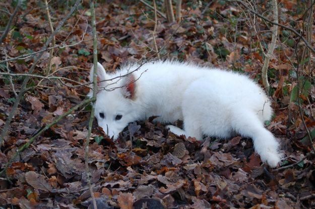 Le Berger Blanc Suisse Les Bergers Du Bonheur