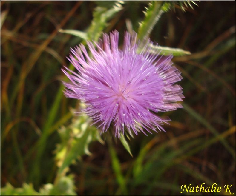 _c_LNK_le_12_novembre_2010_032_copie