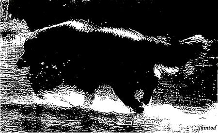 le_chien