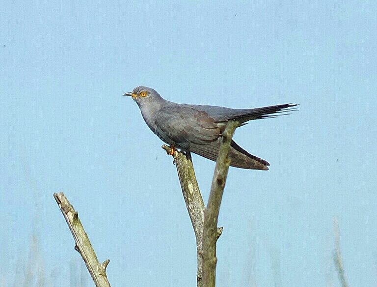 Coucou Gris Kuckuk Common Cuckoo Martine Fait Des Photos