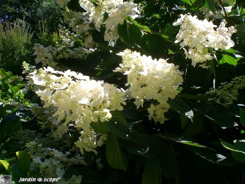Hydrangea_blanc