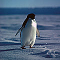 Antarctique - la fin de la pêche au krill dans la baie hope