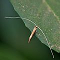 Nematopogon swammerdamella ( adèle de Swammerdam